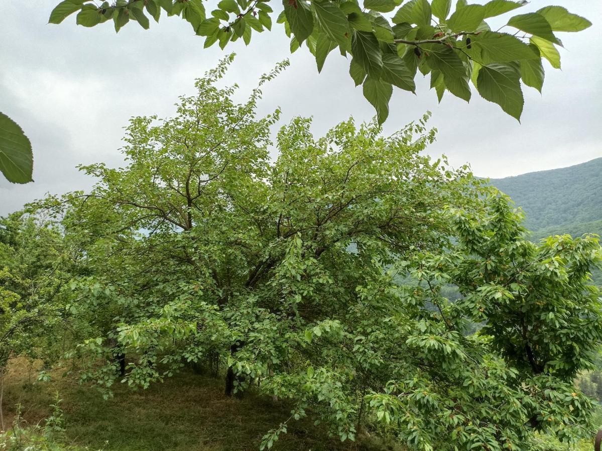 Green Garden Ijevan Luaran gambar