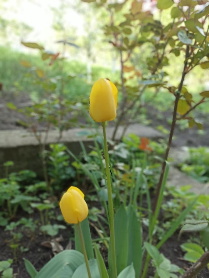 Green Garden Ijevan Luaran gambar